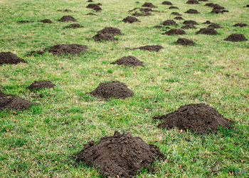 Maulwurfhügel ohne Maulwurfgitter