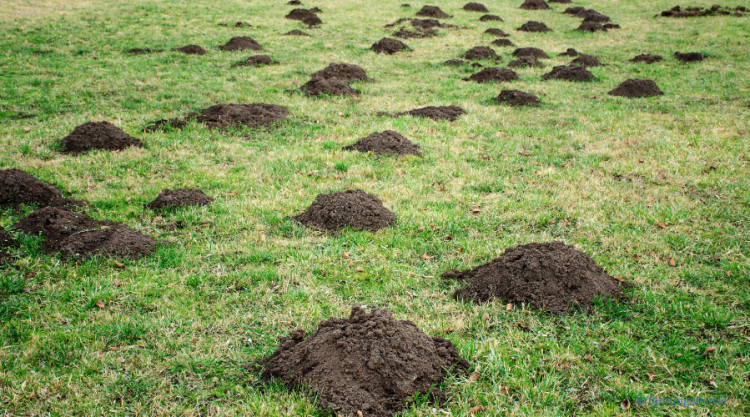 Maulwurfhügel ohne Maulwurfgitter