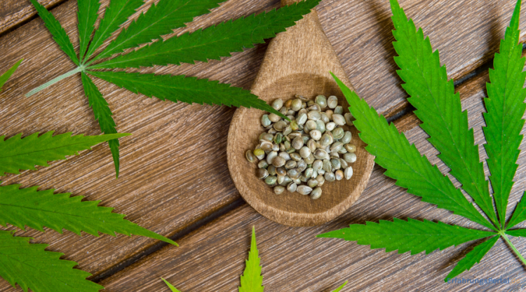 Cannabissamen