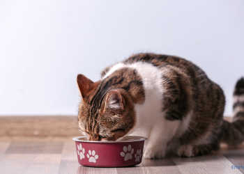 Katze frisst Katzenfutter