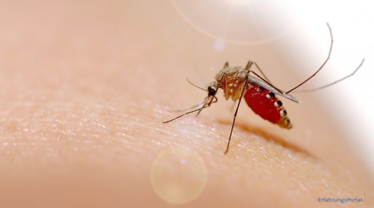 Mückenstich