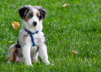 Welpe auf einer Wiese