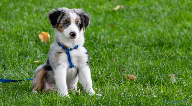 Welpe auf einer Wiese