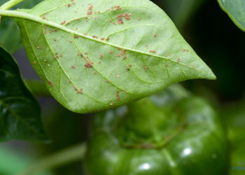 Blattläuse bekämpfen