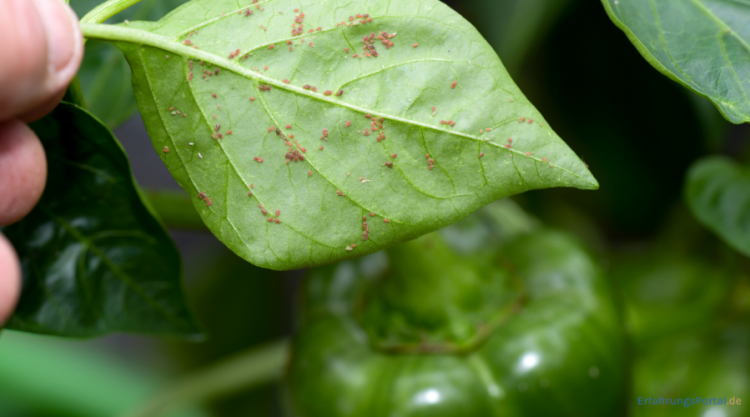 Blattläuse bekämpfen