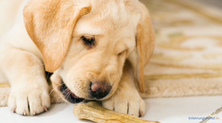 Welpen Kauartikel