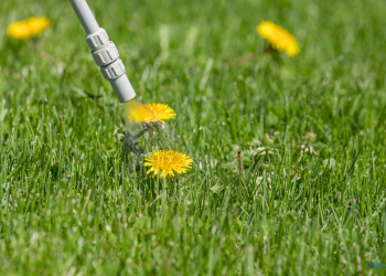 Rasenunkrautvernichter