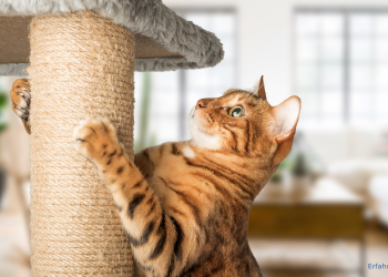 Katze kratzt am Kratzbaum. Kratzbaum Grau