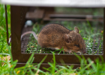 Mäuse Lebendfalle