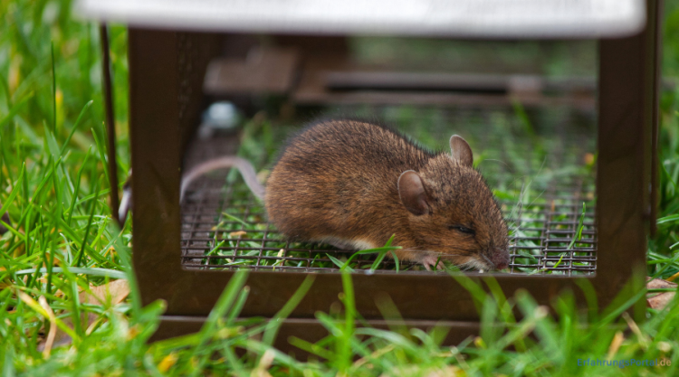 Mäuse Lebendfalle