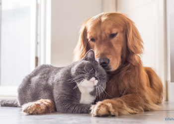 Hund und Katze