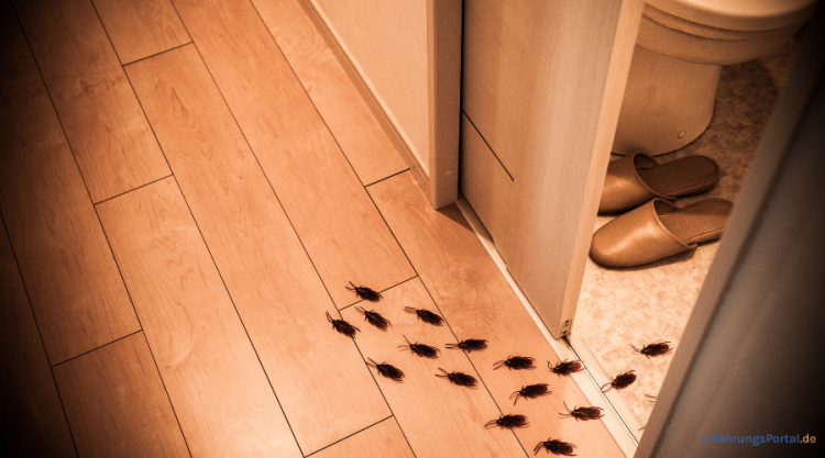 Kakerlaken Bekämpfung