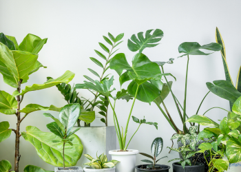 Pflanzen online kaufen