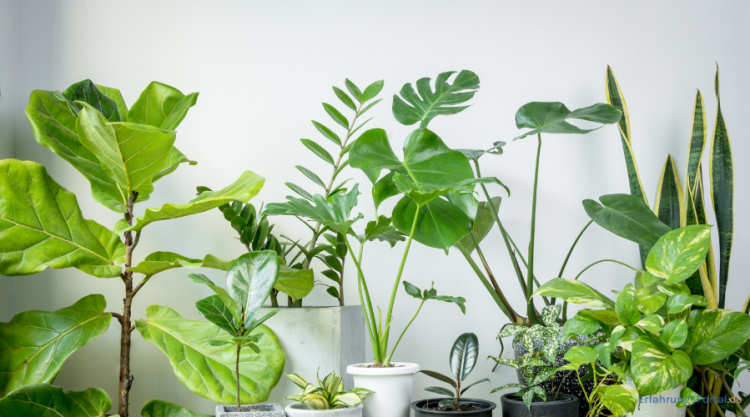 Pflanzen online kaufen