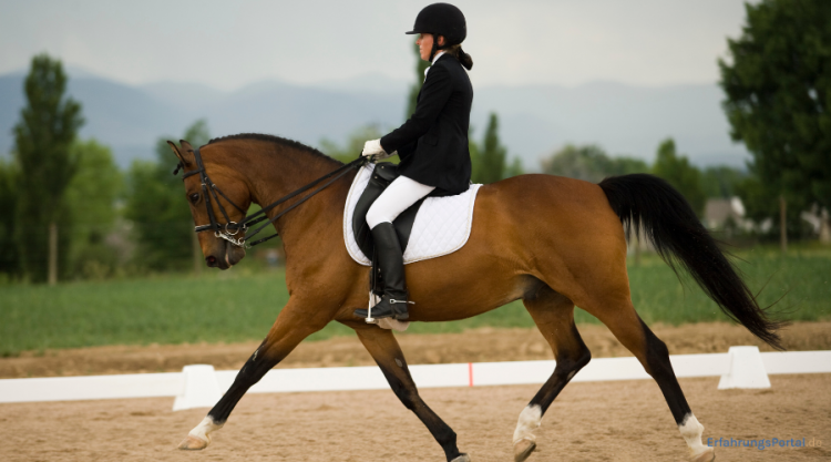 dressurreiten