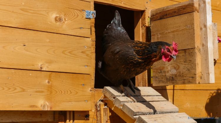 Hühnerstall