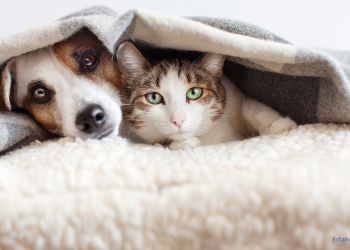 Hund und Katze