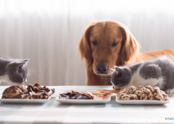 Hunde- und Katzenfutter