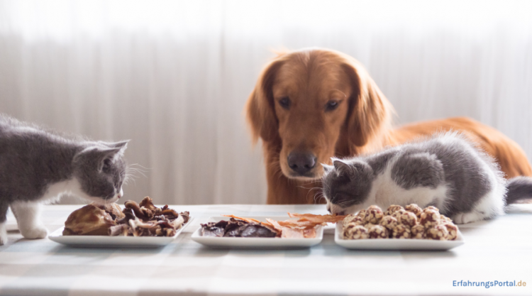 Hunde- und Katzenfutter
