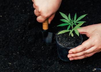 Cannabispflanze einpflanzen