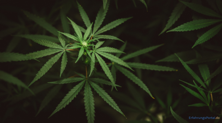 Cannabispflanze