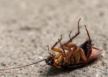 Schädlingsbekämpfung