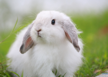 Kaninchen