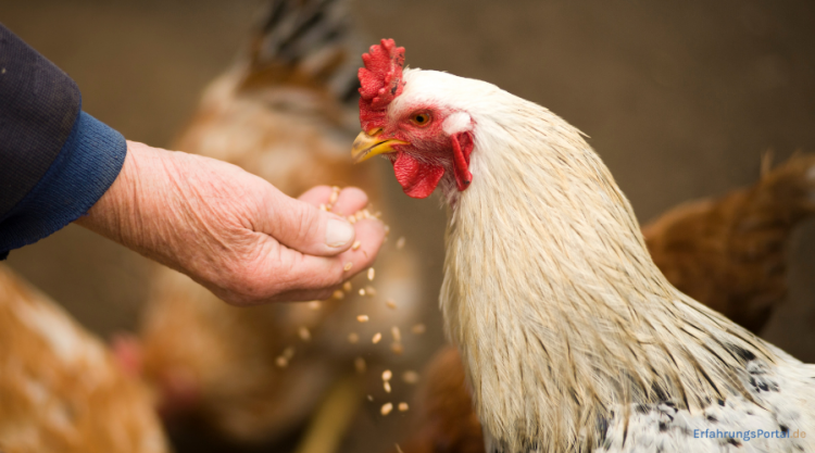 Hühnerfutter