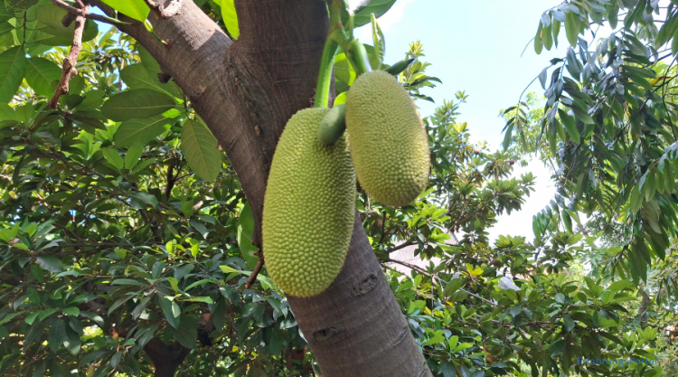 Jackfrucht am Baum