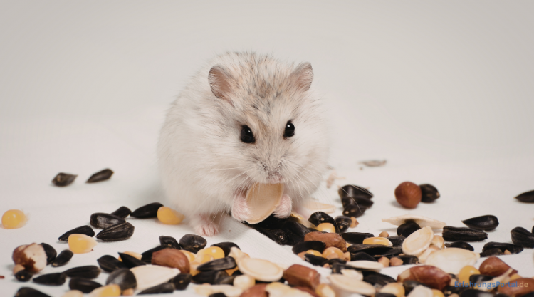 Hamster knabbert an Kerner