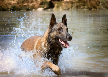 Malinois im Wasser