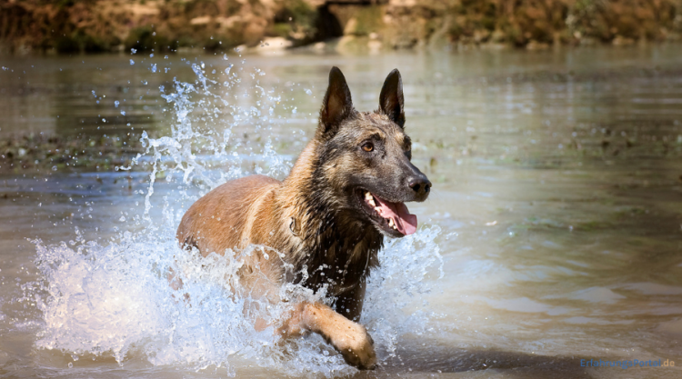 Malinois im Wasser