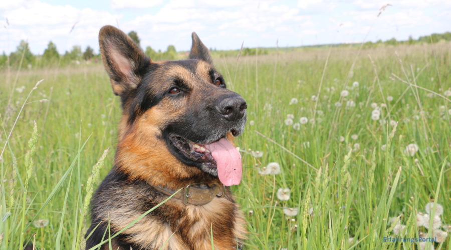 Deutscher Schäferhund