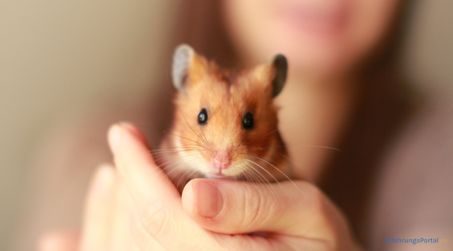 Goldhamster