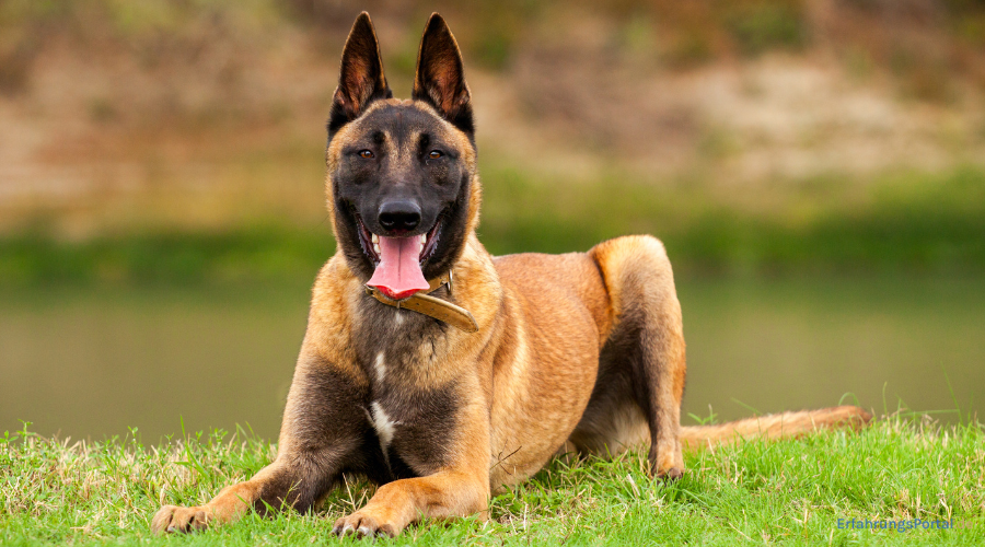 Malinois liegt auf der Wiese