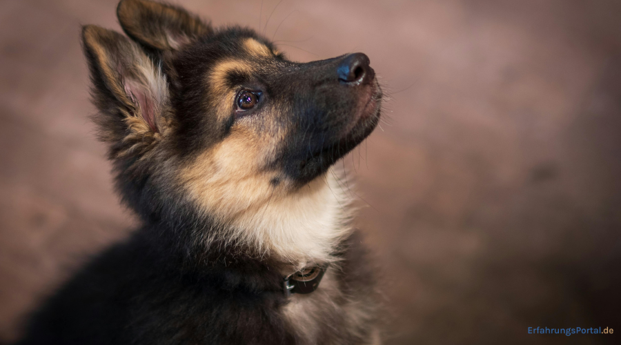 Schäferhundwelpe