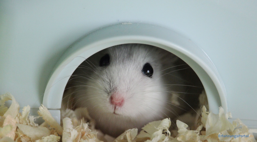 Hamster im Versteck