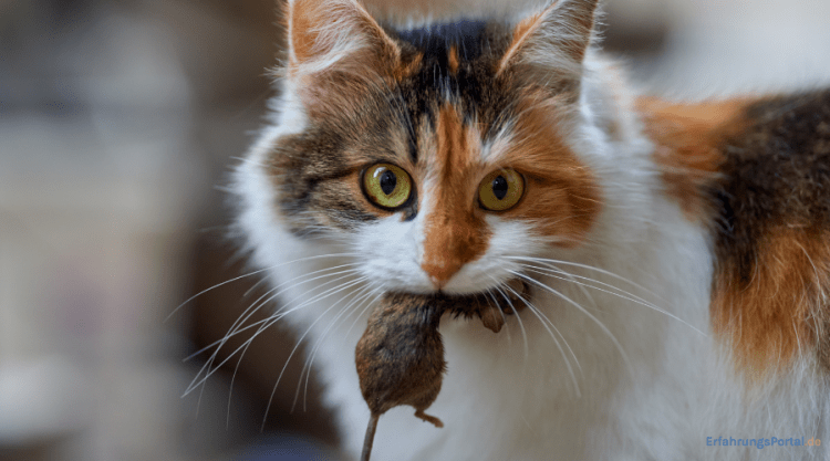 Katze fängt Maus