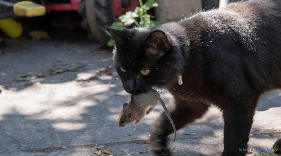 Katze mit Maus