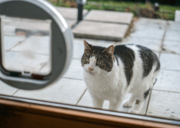 Katze vor Katzenklappe