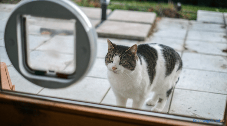 Katze vor Katzenklappe