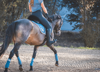 Pferd mit Reiter