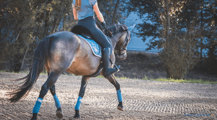 Pferd mit Reiter