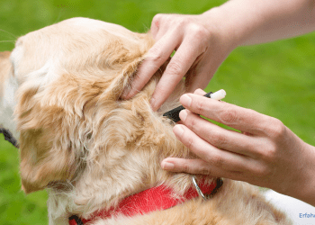 Zeckenschutz Hund