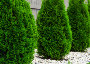 Thuja Brabant