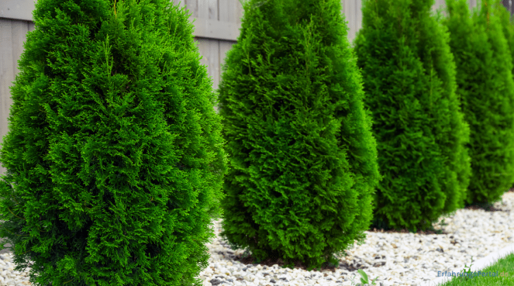 Thuja Brabant