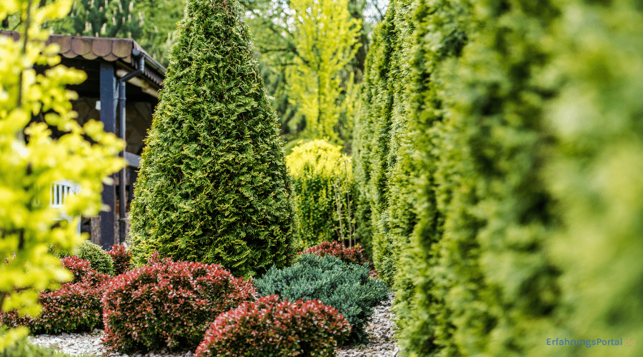 Thuja Bäume