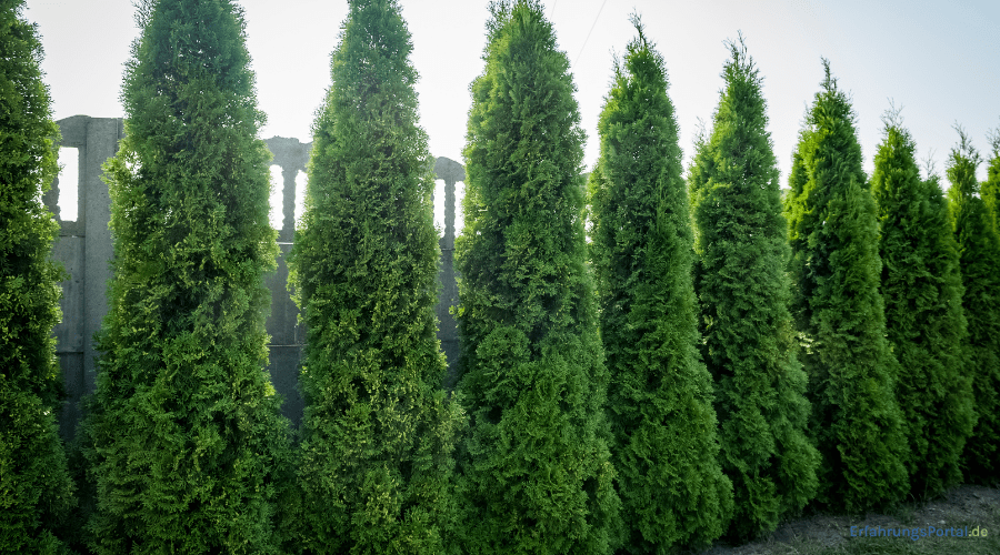 Thuja Brabant