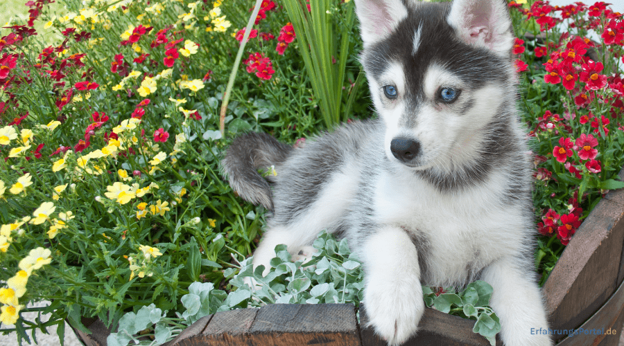 Pomsky
