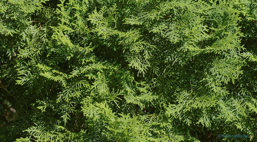 Thuja